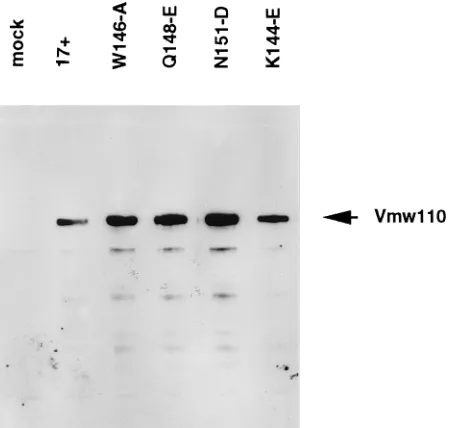 FIG. 3. Single-step growth curves of wild-type HSV-1 (strain 17�Vmw110 mutant viruses in BHK cells