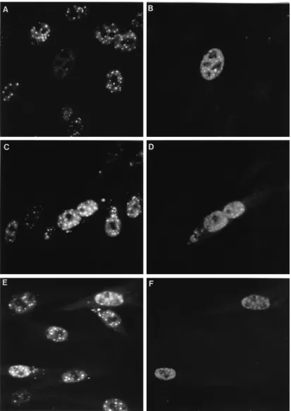 FIG. 5. Intracellular localization of wild-type and mutant forms of Vmw110 16 h after transfection (16) of BHK cells