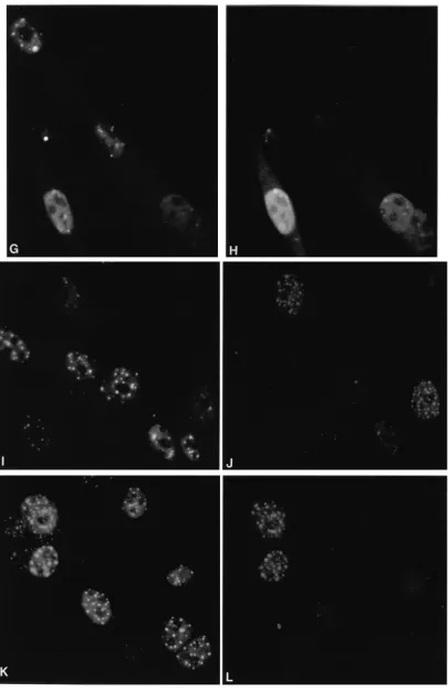 FIG. 5—Continued.