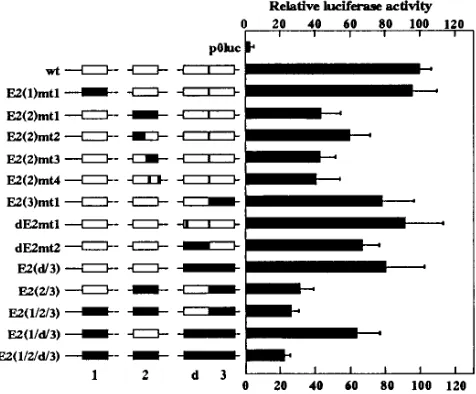 FIG. 1. (A) Schematic representation of the BPV4 LCR subclone (nucleotides 6710 to 331) used in this study, showing the relative positions of the four E2 sitesand DNase I footprints identiﬁed previously (23)