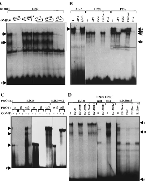 FIG. 3. (A) Complexes formed in EMSA by labelled E2(2) oligonucleotideprobe in the absence of competitor (0) and in the presence of 10- and 100-fold
