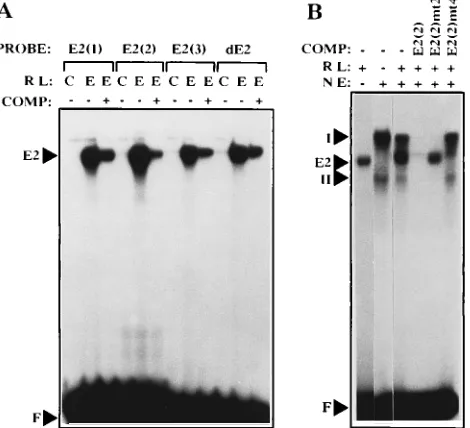 FIG. 5. Dissociation rates of E2-oligonucleotide complexes formed by E2(1),E2(2), E2(3), and dE2 oligonucleotides