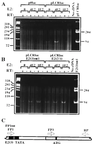 FIG. 6. Relative promoter activities of the wild-type and mutant LCR constructs in the presence of 5 �and 10the activities in the presence of E2 are expressed relative to this value