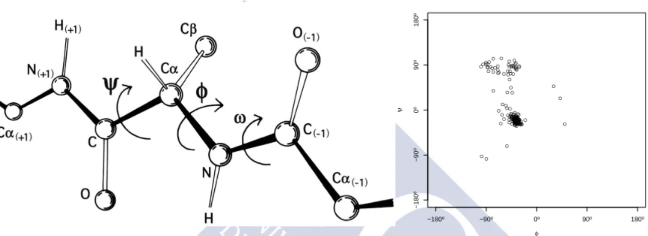 Figure 1.8: Representation of the dihedral angles in the primary protein structure (left, adapted from Richardson (2011)) and Ramachadran plot of the dihedral angles of the alanine-alanine-alanine segments contained in the ProteinsAAA object of Fernández-D