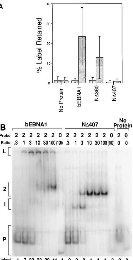 FIG. 1. Correlation of EMSA with a previously described linking assay. Theability of puriﬁed bEBNA1 and puriﬁed EBNA1 derivatives produced in bacteria