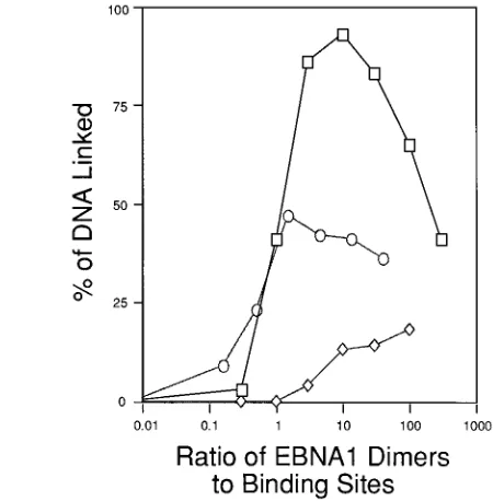 FIG. 2. Mapping of the amino-terminal limit of a minimal linking domainwithin EBNA1. (A) Schematic representation of the EBNA1 derivatives puriﬁed