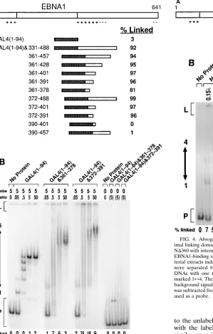 FIG. 4. Abrogation of N�imal linking domain. (A) Schematic representation of NNEBNA1-binding sites (DS) were incubated with various amounts of crude bac-terial extracts induced to express the derivatives of Nwere separated by electrophoresis through a 4% p