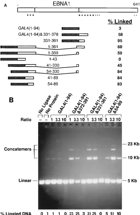 FIG. 5. Two independent assays demonstrating that multiple regions withindependently acting DNA-linking activity exist within EBNA1