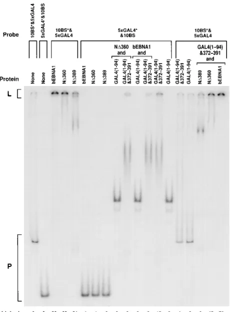 FIG. 7. Derivatives of EBNA1 and GAL4 fusions which can link DNA linkonly DNAs bound by themselves