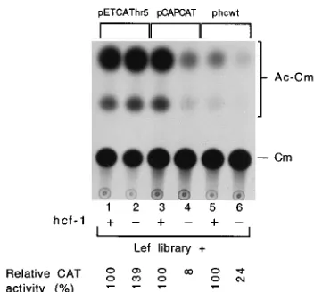 FIG. 3. Effect of hcf-1below each lane are relative to those of each of the reporter plasmids cotrans-fected with the LEF library andcells