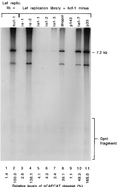 FIG. 5. Contributions of LEFs to reporter plasmid replication in TN-368cells. pCAPCAT was cotransfected with the LEF replication library (lane 1), the