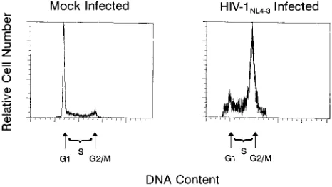 FIG. 1. Infection of SupT1 cells with HIV-1 causes cell cycle perturba-cells (6.9analyzed by ﬂow cytometry