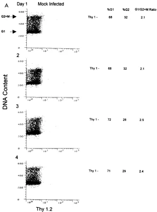 FIG. 2. Thy 1.2�NL-Thy (1.8 SupT1 cells in an NL-Thy-infected culture accumulate in the G2 � M phase of the cell cycle over time