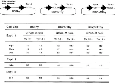FIG. 4. HIV-1 Vpr protein causes G21. These plasmids also contained an untranslated CMV intron, as described in Materials and Methods