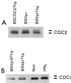 FIG. 5. HIV-1 Vpr protein induces increased levels of the hyperphosphory-lated form of CDC2 kinase