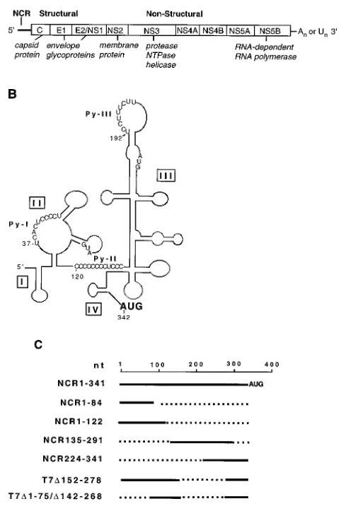 FIG. 1. (A) Genomic organization of the HCV RNA and polyprotein pro-cessing scheme. (B) Schematic representation of computer-generated RNA sec-