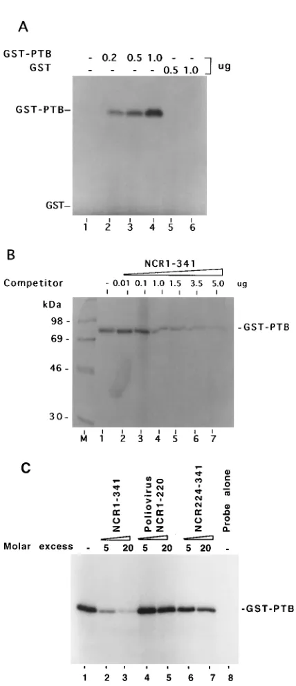 FIG. 2. UV cross-linking of the GST-PTB fusion protein with 5�NCR1-341 RNA probe. The 54-thio-UTP and [out as described above