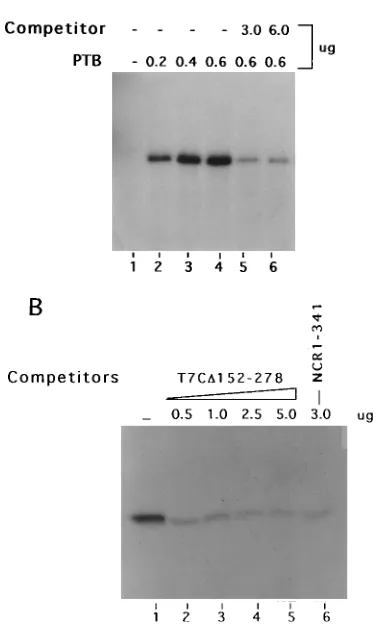 FIG. 3. Binding of GST-PTB with HCV 5�on the interaction of GST-PTB with the NCR1-341 RNA probe