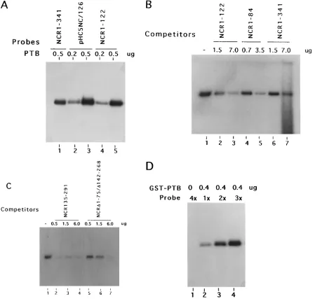 FIG. 4. Mapping of PTB binding sites in the HCV 5�RNA-protein complexes were subjected to SDS-PAGE (10% polyacrylamide)