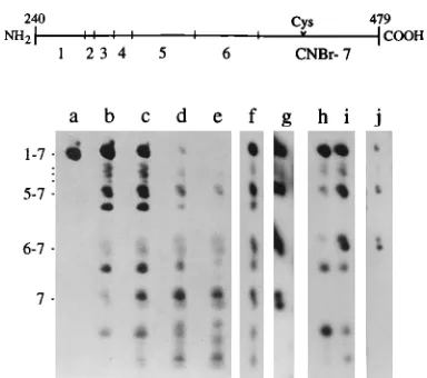 FIG. 2. Localization of site of modiﬁcation by CNBr mapping. Samples con-taining unlabeled RSV PrC CA protein (lanes a to e) or radioactive CA from