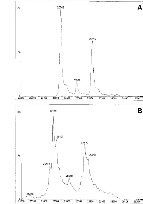 FIG. 4. Molecular mass spectra for CA proteins. The ES-MS m/zhad been collected and are shown in Fig