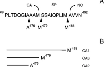 FIG. 8. Schematic summary of cleavage data. (A) Amino acid sequence of Cterminus of CA and spacer region that connects CA and NC
