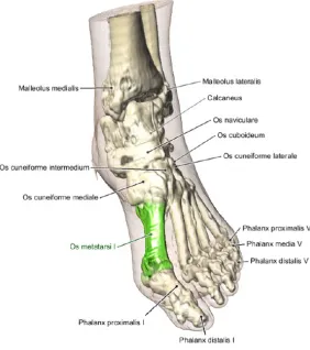 Figure 4.1: Annotated illustration of a foot with the current selection high-lighted in green
