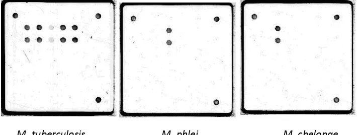 Figure 2. The LCD-microarray patterns of the different Mycobacterium species. 