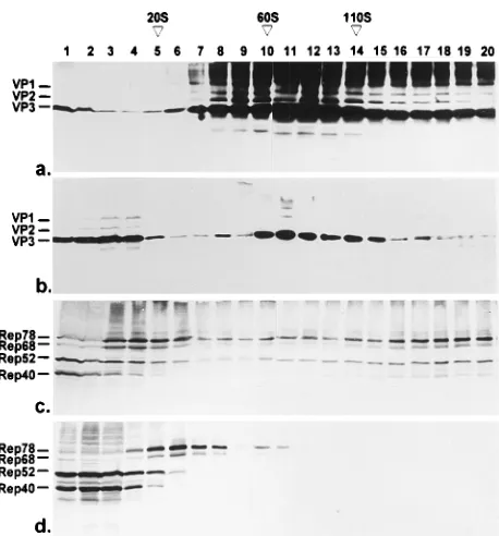 FIG. 1. Recovery of capsid and replication proteins from different subcellu-lar fractions of HeLa cells infected with AAV-2 and Ad2