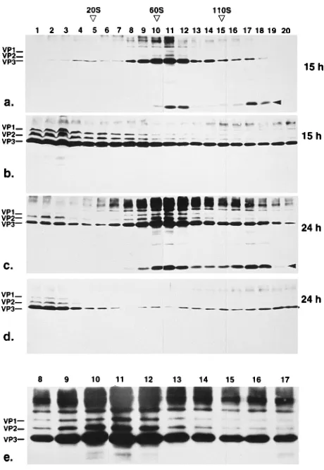 FIG. 4. Change of capsid protein pools harvested at different time pointspostinfection