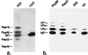 FIG. 8. Coimmunoprecipitations of Rep and Cap proteins from virus stocks.Aliquots of a freeze-thaw supernatant of HeLa cells infected with AAV-2 and