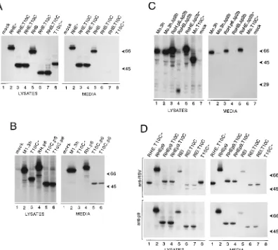 FIG. 2. Exchangeability of late budding functions. COS-1 cells were transfected with the indicated DNAs and labeled with Lthe Gag proteins present in the cell lysates and media were immunoprecipitated with rabbit antibodies against RSV, resolved by SDS-pol