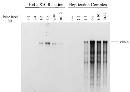 FIG. 1. Time course of viral RNA replication in HeLa S10 translation-rep-lication reactions