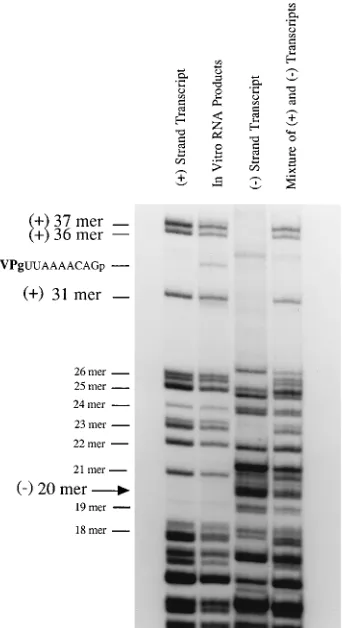 FIG. 5. Immunoprecipitation of the viral RNA replicating in HeLa S10translation-replication reactions