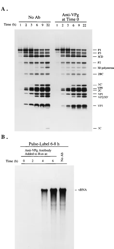 TABLE 1. Virus production in HeLa S10translation-replication reactionsa
