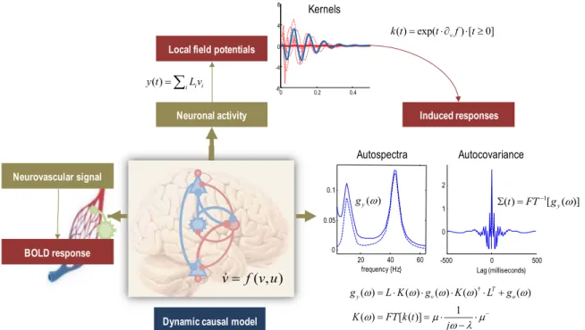 Fig. 6 shows the predicted and observed BOLD responses in each of the regions (upper panel) accompanied by simulated (but unobserved) local ﬁeld potentials (middle panel)