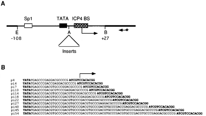 FIG. 1. Wild-type and mutant ICP4 promoter constructs. (A) Schematic diagram of plasmid p4