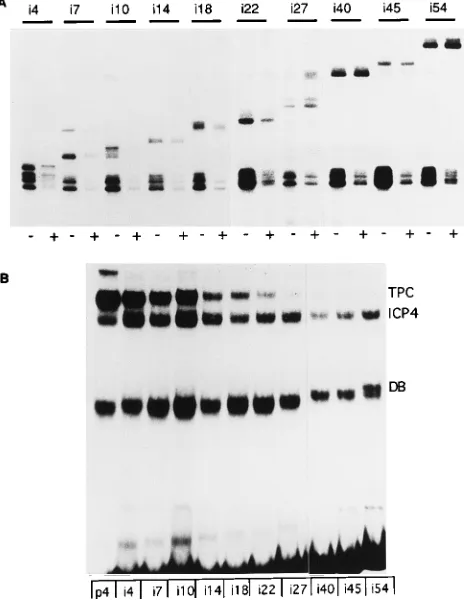 FIG. 2. The effect of phasing and spacing of the TATA box and the ICP4-binding site on repression and tripartite-complex formation