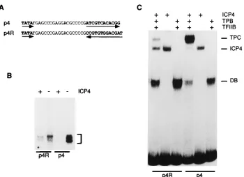 FIG. 4. Effect of the orientation of the ICP4-binding site on repression and tripartite-complex formation