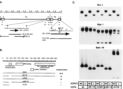 FIG. 1. Structures of viruses carrying deletions in ICP4 and ICP27. (A) HSV-1 genome, with the unique long (U) regions and the locations of ICP4,(N).(with the numbers referring to amino acids