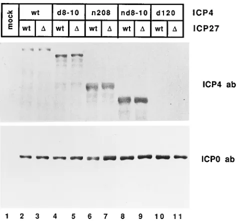FIG. 2. Expression of IE polypeptides in cells infected with viruses defectivefor ICP4 and ICP27 functions