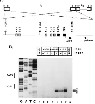 FIG. 5. Repression of the L/ST promoter in cells infected with viruses defective for ICP4 and ICP27 functions