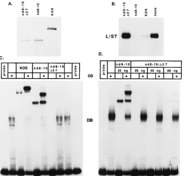 FIG. 6. The inability of ndor mutant ICP4 protein, together with recombinant TBP (rTBP) and rTFIIB, was incubated with the probe in the indicated combination