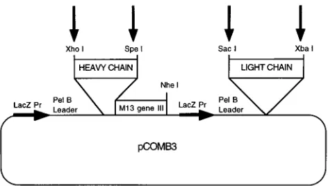 FIG. 1. Restriction site map of the phagemid pCOMB3 used for constructinga combinatorial Ig library from a human rsCD4-immunized, HIV-1-infected