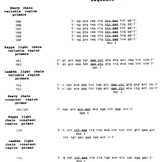 FIG. 2. Sequences of the primers used for ampliﬁcation of immunoglobulin heavy- and light-chain DNA