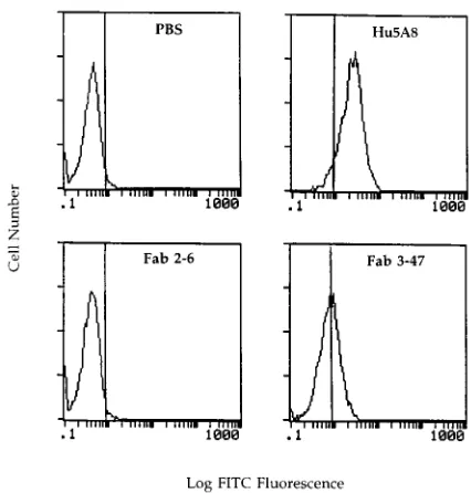 FIG. 4. Reactivity of Fab clone 3-47 with cell surface-expressed CD4 on untreated and HIV-1medium alone or HIV-1antibody