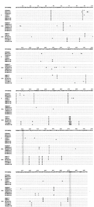 FIG. 1. Aligned deduced amino acid sequences of the E protein of YF viruses from different geographic locations and years of isolation