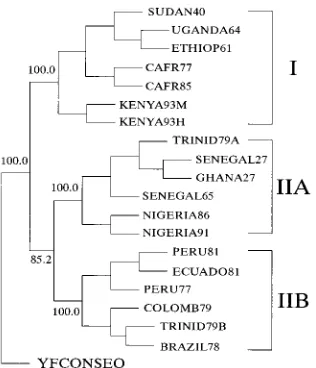 FIG. 2. Phylogram derived from the nucleotide sequences of the E gene ofYF viruses, illustrating the evolutionary relationships of genotypes I and II (IIA