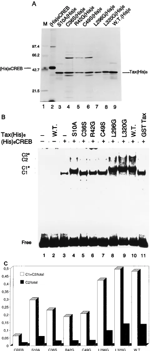 FIG. 2. Effect of Tax and Tax mutant proteins on CREB binding activity tothe HTLV-1 LTR promoter fragment