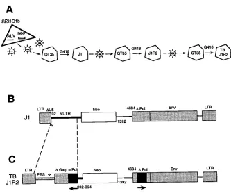 FIG. 1. Genetic organization of recombinant provirus TBJ1R2 and its parental provirus J1